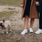 Note d’informations aux propriétaires de chiens